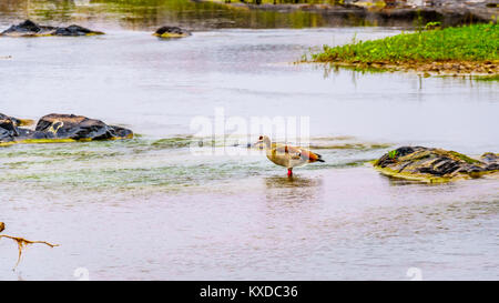 Egyptian goose dans la rivière Sabie, le Parc National de Kruger en Afrique du Sud Banque D'Images