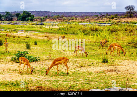 Groupe d'impalas le pâturage le long de l'Olifants River en Afrique du Sud Kruger du salon Banque D'Images