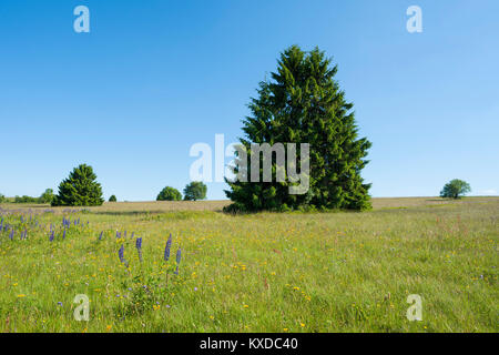 Les épinettes de Norvège (Picea abies) dans un pré,Lange Rhön,la Réserve de Biosphère de Rhön, Bavaria, Allemagne Banque D'Images