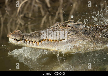 Saltwater crocodile (Crocodylus porosus) dans une rivière,portrait,la forêt tropicale de Daintree, Queensland, Australie Banque D'Images