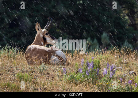 L'antilope d'un et fleurs sauvages dans une légère pluie et soleil dans la vallée Lamar dans le Parc National de Yellowstone, Wyoming Banque D'Images