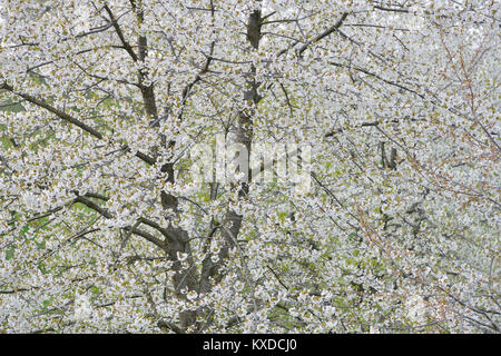 Cerisiers en fleurs, le merisier (Prunus avium), Saxe-Anhalt, Allemagne Banque D'Images