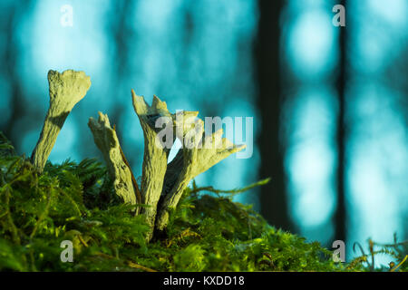 Xylaria hypoxylon chandelier (champignon), Hesse du Nord, Allemagne Banque D'Images