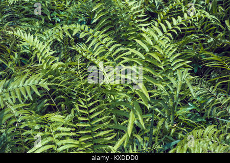 Fougères vert tropical feuillage feuilles,fond naturel floral.le printemps et l'été la nature en toile de fond. Banque D'Images