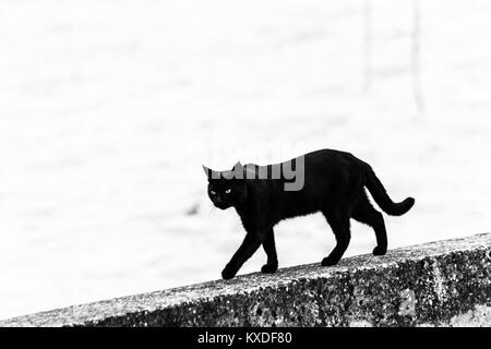 Un chat noir marchant sur une jetée sur le lac Trasimeno (Ombrie) Banque D'Images