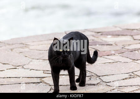 Un chat noir marchant sur une jetée sur le lac Trasimeno (Ombrie) Banque D'Images