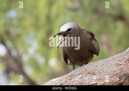 Noddi brun ou la mer avaler (Anous stolidus) avec bec et langue, Bird Island, Seychelles, océan Indien Banque D'Images