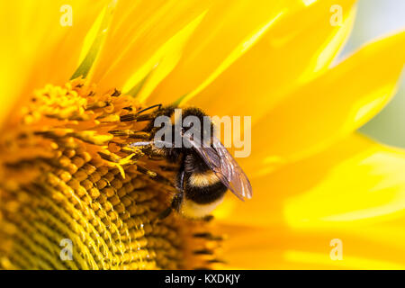 Tournesol (Helianthus annuus), bourdon (Bombus), Bavière, Allemagne Banque D'Images