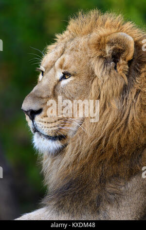 Lion d'Asie (Panthera leo persica), inactif, en captivité, portrait Banque D'Images