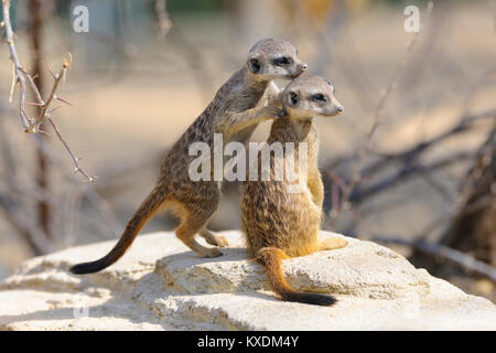 Deux jeunes Les suricates (Suricata suricatta), les jeunes, captive Banque D'Images