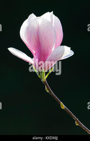 Floraison de Chinese Magnolia (Magnolia denudata), la culture, l'Allemagne forme Amabilis Banque D'Images