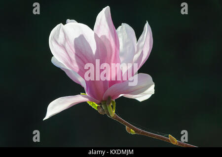 Floraison de Chinese Magnolia (Magnolia denudata), la culture, l'Allemagne forme Amabilis Banque D'Images