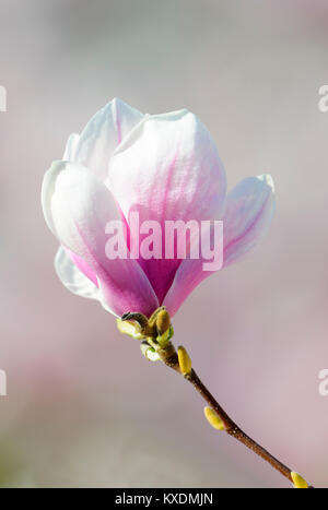 Floraison de Chinese Magnolia (Magnolia denudata), la culture, l'Allemagne forme Amabilis Banque D'Images