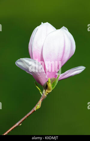 Floraison de Chinese Magnolia (Magnolia denudata), la culture, l'Allemagne forme Amabilis Banque D'Images