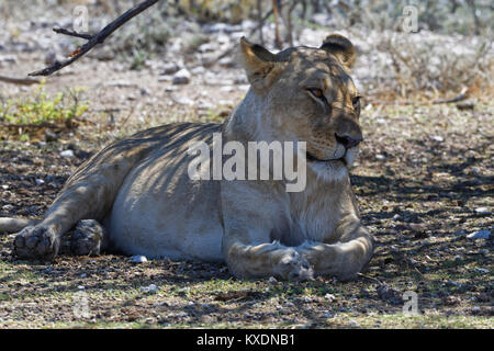 L'African lion (Panthera leo), lionne couchée dans l'ombre d'un arbre, alerte, Etosha National Park, Namibie Banque D'Images