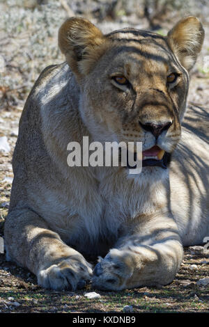 L'African lion (Panthera leo), lionne couchée dans l'ombre d'un arbre, tête en haut, alerte, Etosha National Park, Namibie Banque D'Images