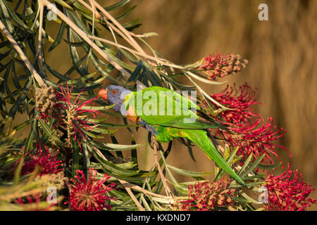 Rainbow lorikeet (Trichoglossus moluccanus) d'oiseaux adultes dans un arbre en fleurs, Sydney, New South Wales, Australia Banque D'Images