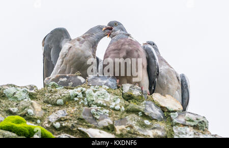 Les pigeons, à la courtiser comme ils s'embrasser, en hiver dans le West Sussex, Angleterre, Royaume-Uni. Banque D'Images