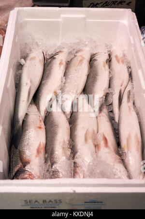 Le bar turc d'élevage emballés dans une boîte en polystyrène pour la vente à un poissonnier, Glasgow, Ecosse. Banque D'Images