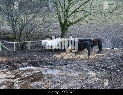 Radnorshire, Pays de Galles, Royaume-Uni. Chevaux debout dans un chantier boueux par temps humide en hiver Banque D'Images