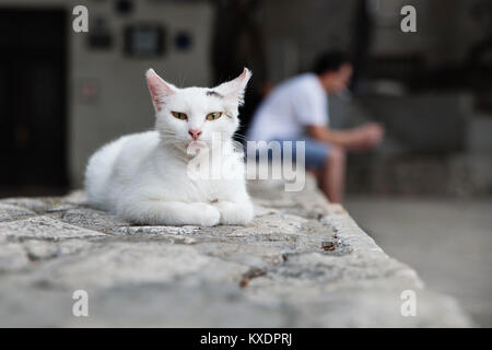 Cat Street, Split, Istrie, Croatie Banque D'Images