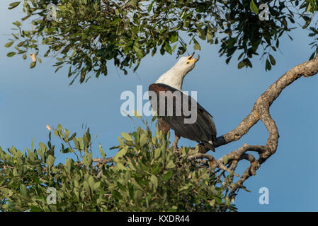 L'Afrique de l'Afrique blanche (Haliaeetus vocifer poisson), rivière Chobe Chobe, au Botswana, du District Banque D'Images