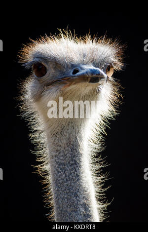 Autruche (Struthio camelus), portrait, captive, Allemagne Banque D'Images