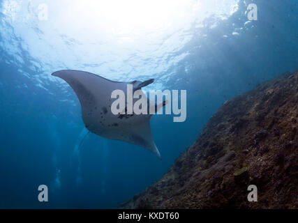 Raie Manta Reef (Mobula alfredi), Manta Point, Nusa Penida, Nusa Lembongan, à Bali, Indonésie Banque D'Images