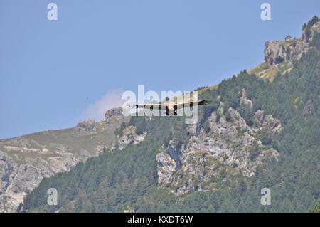 Vautour fauve en vol de la faune Banque D'Images