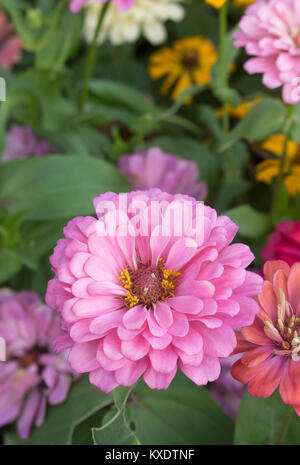 Close up chrysanthème rose profond dans un jardin de fleurs Banque D'Images