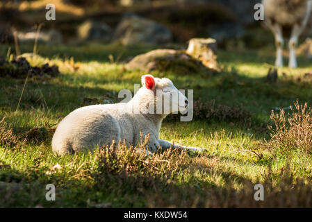 Les jeunes de l'agneau de printemps reposant sur un endroit ensoleillé entre heather. Banque D'Images
