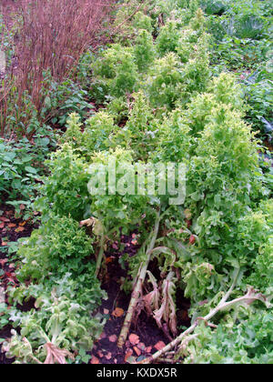Sillon avec végétation laitue en automne sur le jardin Banque D'Images