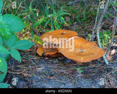 Grande inconnue faire revenir les champignons qui poussent sur la route de la forêt Banque D'Images