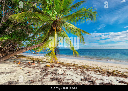 Plage tropicale intacte aux Seychelles Banque D'Images