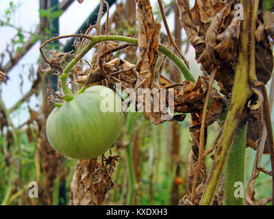 Tomate mûre en serre avec des feuilles mortes brown endommagé par phytophthora close up Banque D'Images