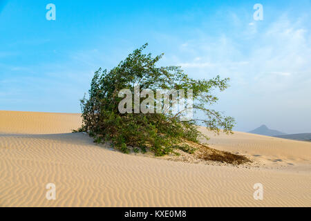 Bush de la végétation de plus en plus dures, de l'environnement aride sur une dune de sable, Boa Vista Cap Vert Banque D'Images