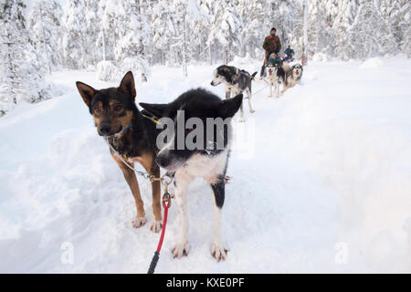 Les chiens Mush sur pause pendant les promenades en traîneau à chiens en forêt d'hiver suédois. Banque D'Images