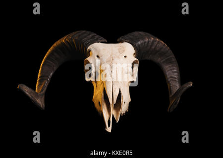 Vue frontale d'un crâne avec cornes ram, isolé sur fond noir Banque D'Images