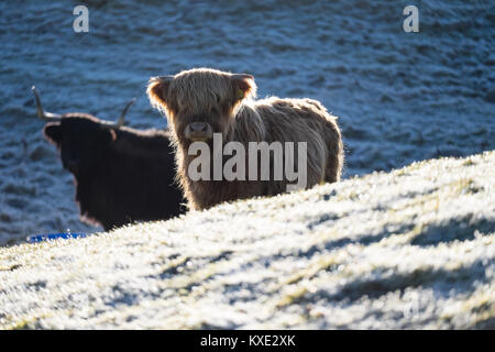 Angus calf en hiver Banque D'Images