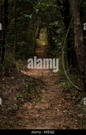 Chemin de piste couverte de feuilles dans une forêt dense jungle. Itinéraire conceptuel direction voie à suivre. Banque D'Images