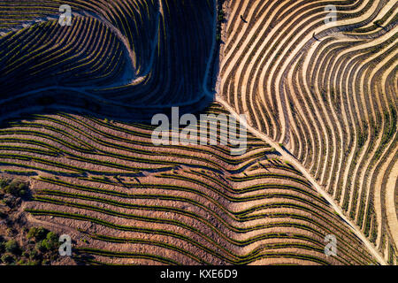 Vue aérienne de la vigne dans les collines de la vallée du Douro ; Concept pour voyager au Portugal et dans la vallée du Douro, visitez le Portugal et plus bel Banque D'Images