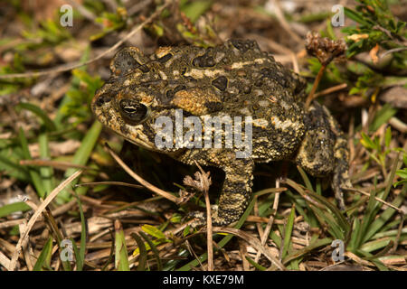 Toad Anaxyrus terrestris (Sud) du comté de Miami-Dade, en Floride, aux États-Unis. Banque D'Images