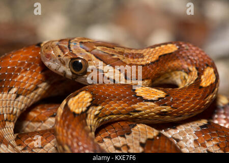 Cornsnake Pantherophis guttatus (rouge) du comté de Monroe, en Floride, aux États-Unis. Banque D'Images