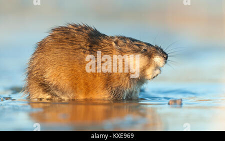 Le rat musqué (Ondatra zibethica ) dans la lumière au coucher du soleil. Saison d'automne. Banque D'Images