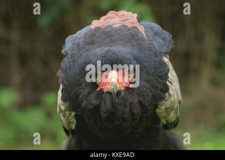 Photo d'un aigle Bateleur adultes d'alerte Banque D'Images