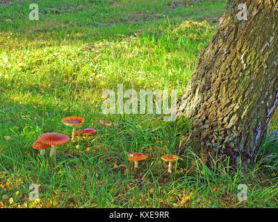 Certains champignons agaric fly croissant sur route close up Banque D'Images