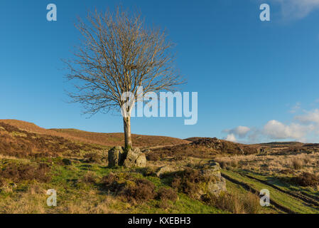 Arbre isolé dans un groupe boulder sur potter tomba en Cumbria Banque D'Images