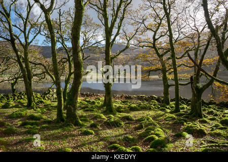 Moss couverts d'arbres et de pierres à côté de Llyn Cwm Bychan près de Lalnbedr dans le Nord du Pays de Galles. Banque D'Images