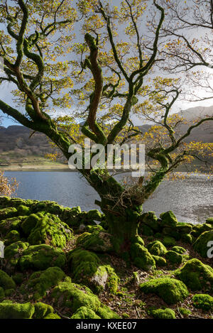 Moss couverts d'arbres et de pierres à côté de Llyn Cwm Bychan près de Lalnbedr dans le Nord du Pays de Galles. Banque D'Images