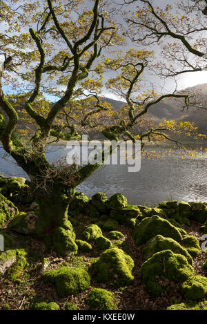 Moss couverts d'arbres et de pierres à côté de Llyn Cwm Bychan près de Lalnbedr dans le Nord du Pays de Galles. Banque D'Images